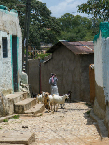 Harar-Ethiopia-lady-with-goats