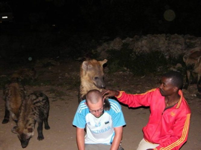 Hyenas-in-harar-feeding
