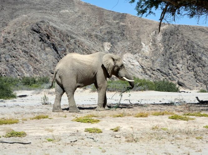 A solitary desert elephant strolls in the vast Kaokoland, Namibia, with sparse vegetation and a mountainous horizon, highlighting the adaptability of wildlife in arid environments.