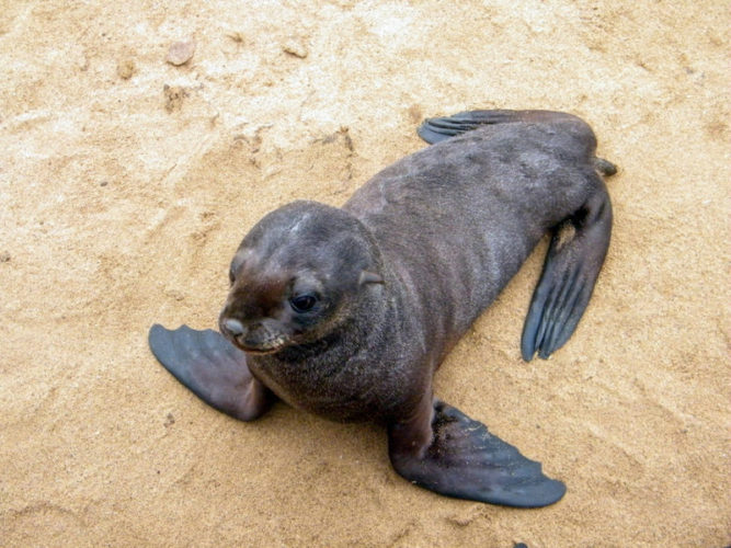 cute-baby-fur-seal-pup