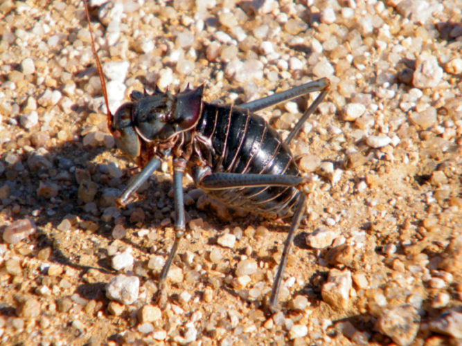 giant-insect-in-namibia