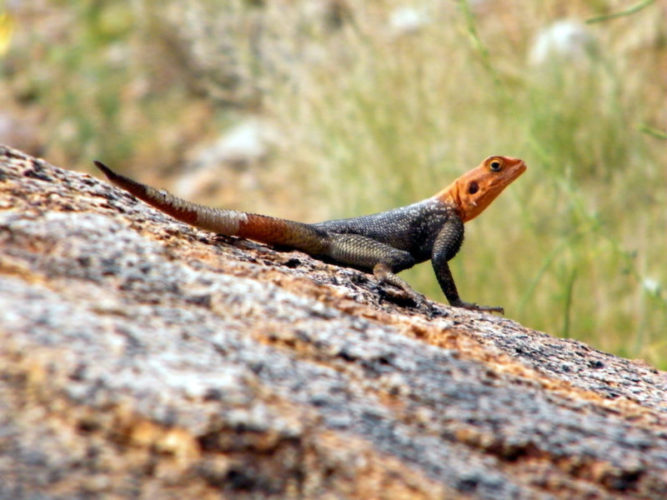 lizard-with-orange-head-in-namibia