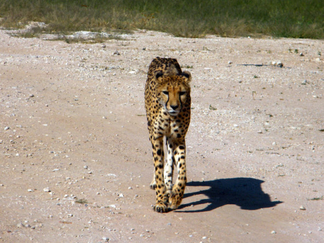 cheetah-walking-on-a-dirt-road-in-the-caprivi-strip