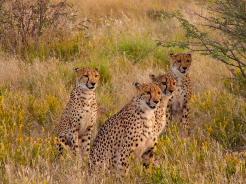 four-cheetahs-sitting-in-a-line-in-etosha