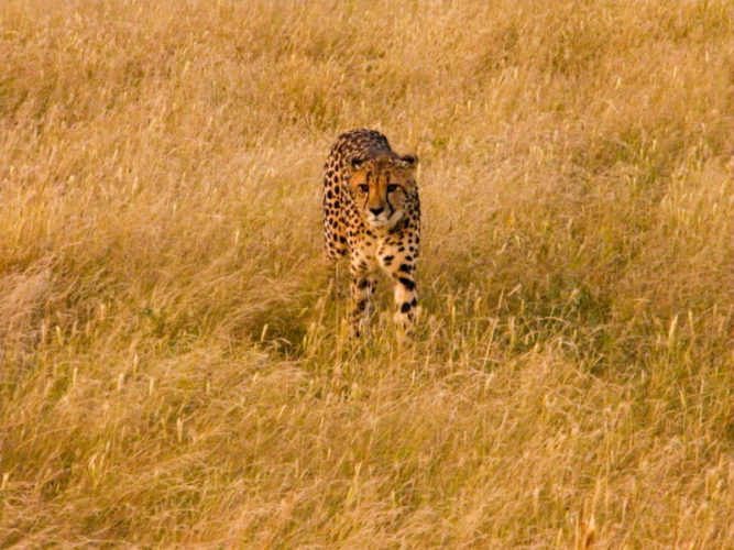 cheetah-hunting-in-etosha-national-park