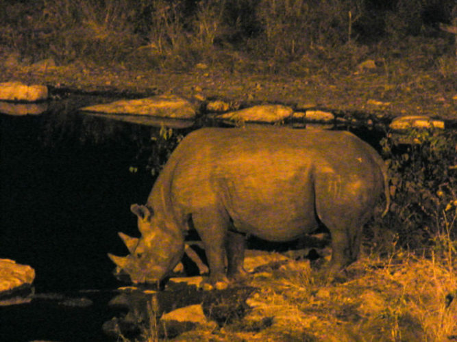 rhino-drinking-in-etosha