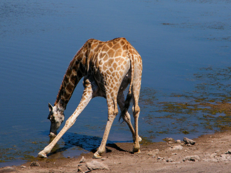 giraffe-drinking-in-etosha-national-park