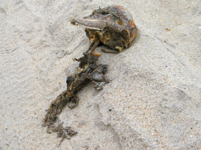 dolphin-skull-on-the-skeleton-coast-in-namibia