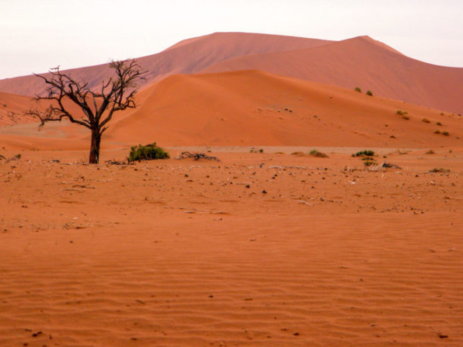 huge-orange-dune-with-dead-tree-in-foreground-at-sossusvlei
