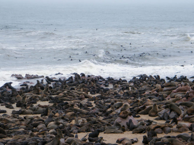 hundreds-of-cape-cross-fur-seals