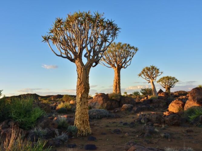 The iconic Quiver Trees stand tall against the rocky terrain of Namibia's Quiver Tree Forest, their unique silhouettes etched against the early evening sky, symbolizing the resilience of desert flora.