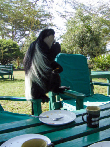 Backpacking-Kenya-elsamere-monkey-stealing-food