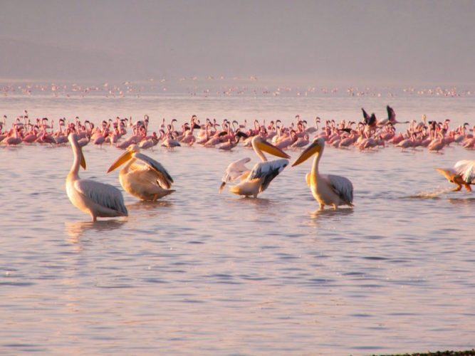 Lake-Nakuru-flamingoes-and-pelicans