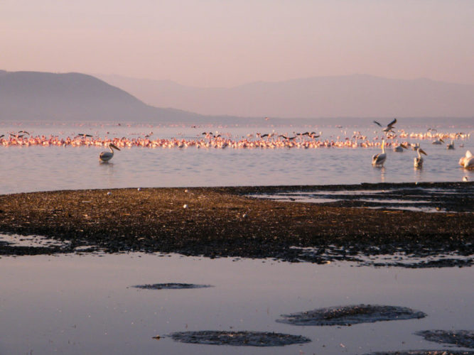 Lake-Naivasha-flamingoes