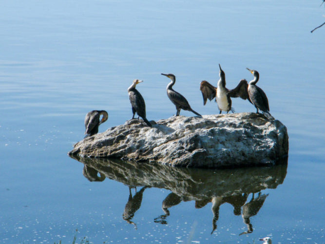 cormorants-on-lake-naivasha