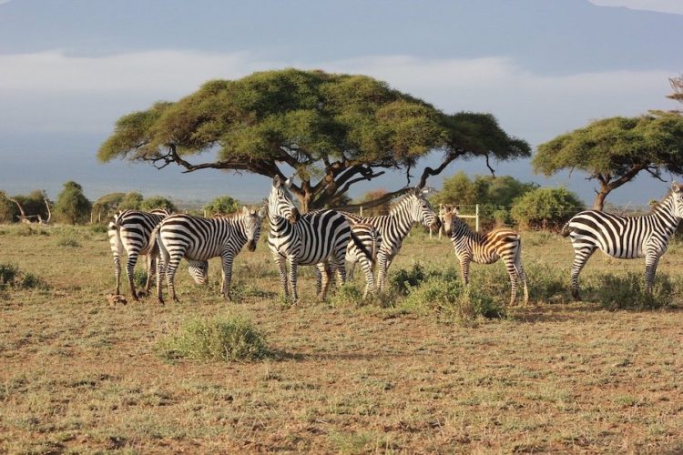 Maasai-Mara-zebras