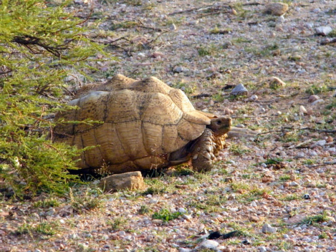 Somaliland-giant-tortoise