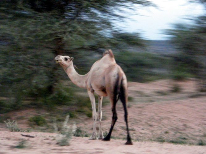 Somaliland-camel