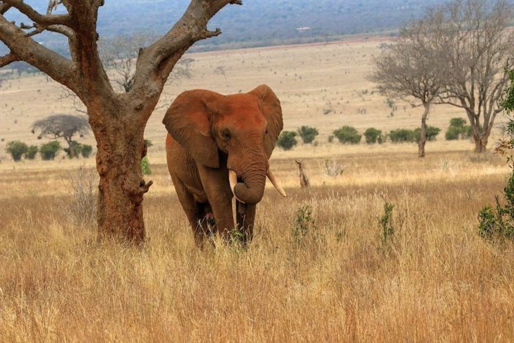 Tsavo-elephant