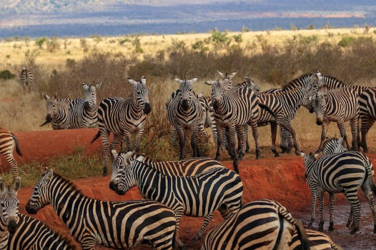 Tsavo-zebras