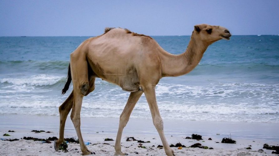 Mombasa-beach-camel