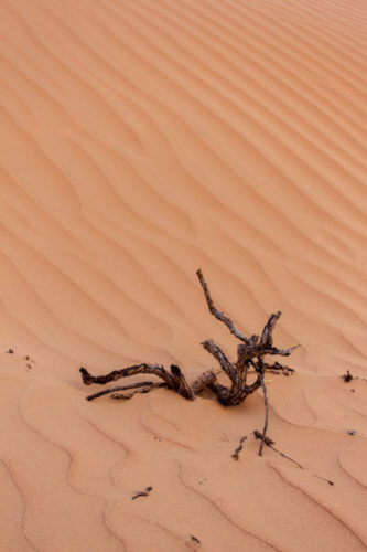 Dead-wood-in-the-Omani-desert