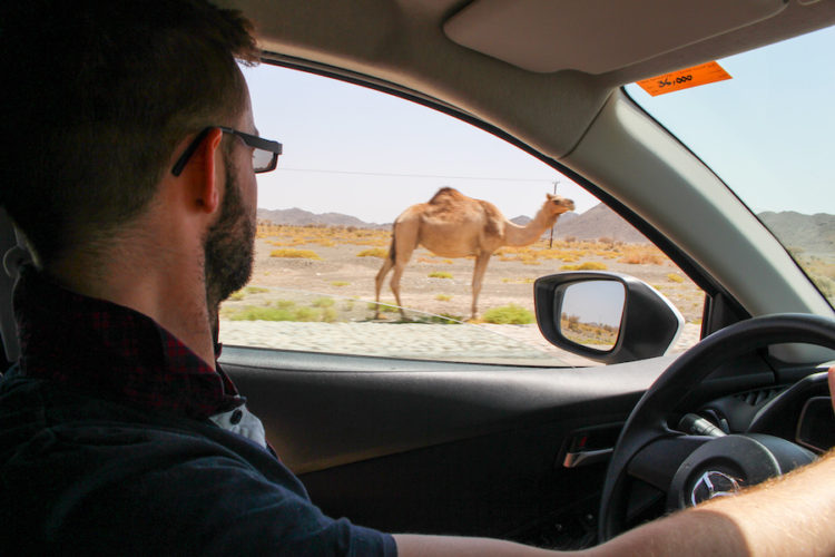 alex-tiffany-driving-from-dubai-to-oman-past-a-camel