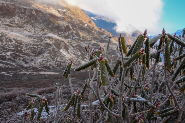 Frozen plants on a trekking trail in Sikkim