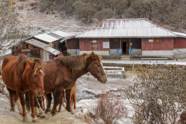 Horses huddling on the edge of Dzongri with a few simple buildings 