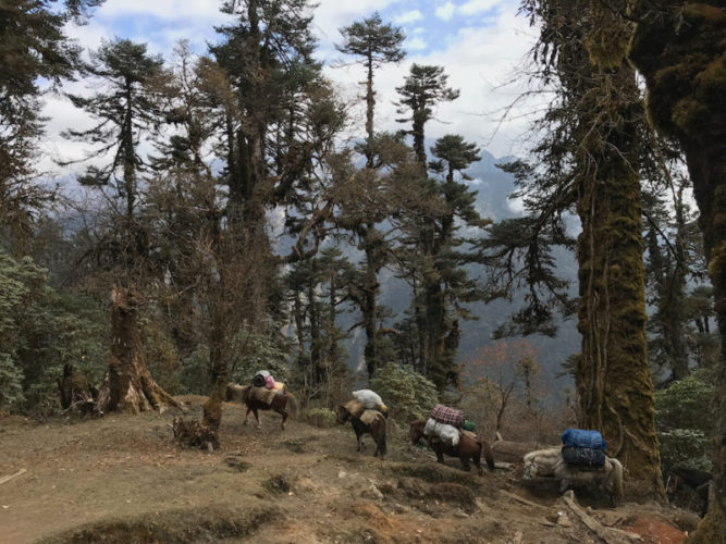 trekking-in-sikkim-with-horses-carrying-luggage-through-the-mountains