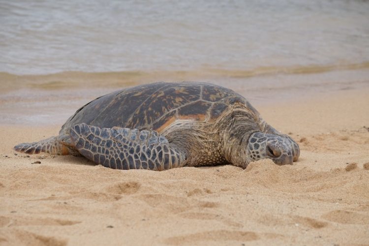Green-sea-turtle-on-a-beach-in-oman