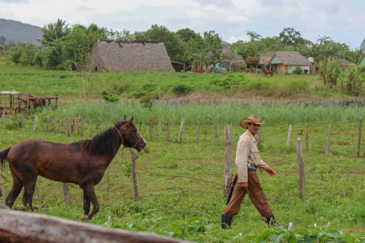 Tobacco farmer leading a horse through a field in Viñales