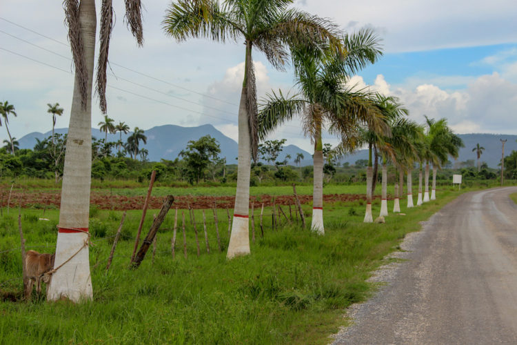 Typical scenery in rural Cuba with palm trees, green fields, and mountains