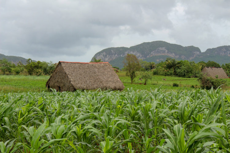 Mountains and tobacco fields in Viñales