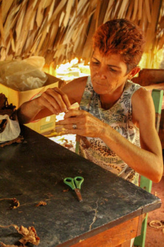 Cuban woman making a cigar by hand in Vinales