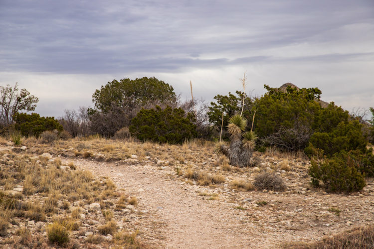 Desert plants and bushes in the Chihuahuan desert