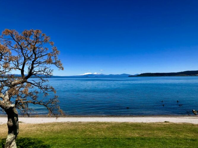 A vibrant blue sky over Lake Taupo with a view of distant snow-capped mountains beyond, and a leafless tree in the foreground