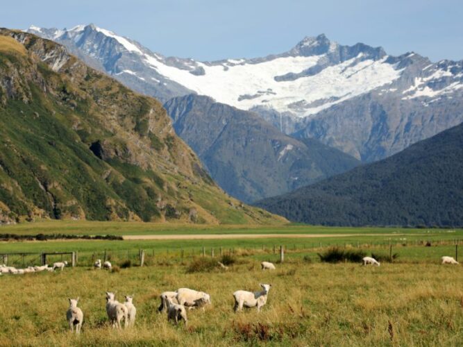 A pastoral landscape with a flock of sheep grazing on the lush green fields of Mount Aspiring National Park with rugged peaks and a glacier in the background