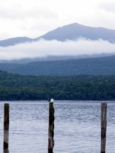 Bird sitting on a wooden post next to Lake Te Anau with mountains and forests beyond