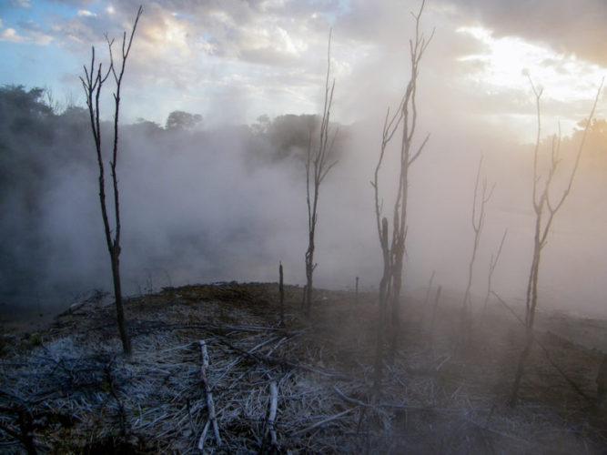 Steam rising from an eerie landscape of dead trees in Rotorua, New Zealand