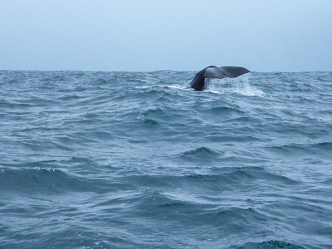 Tail of a sperm whale rising from a choppy sea on a whale watching boat trip