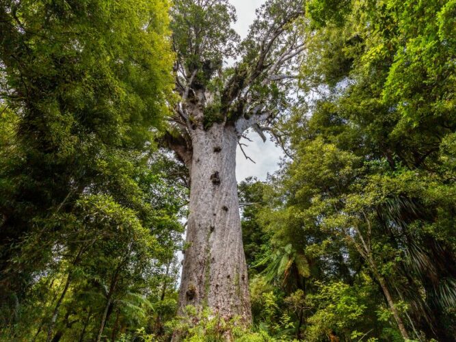 Ancient kauri tree towering above the forest floor in Waipoua Forest, with its massive trunk and sprawling branches