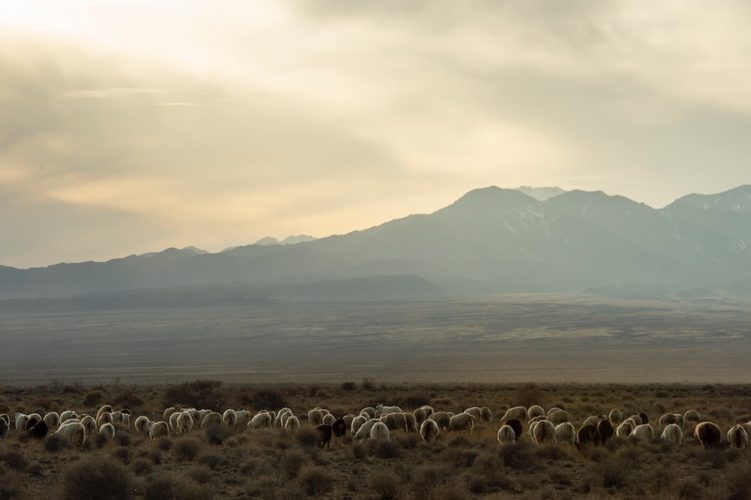 Sheep grazing in the scrublands of Altyn Emel