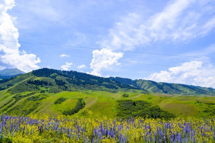 View from a hiking trail near Kolsai Lakes with green rolling hills, forests, and yellow and purple flowers
