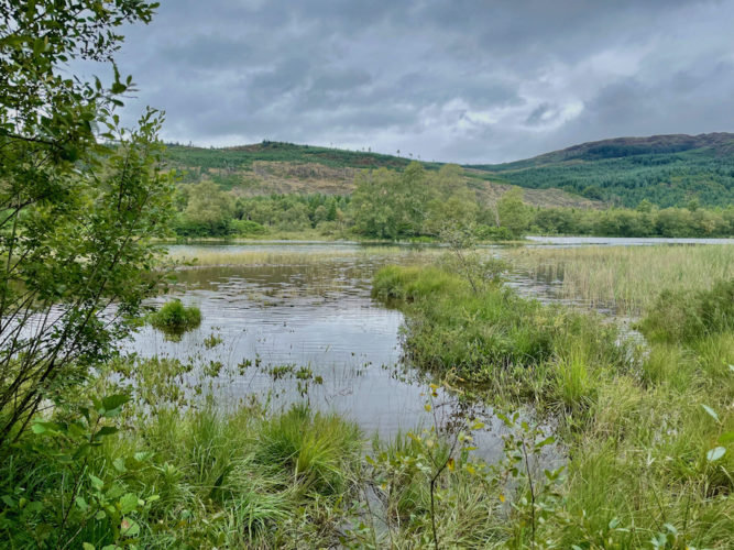 The-marshy-shores-of-Loch-Trool