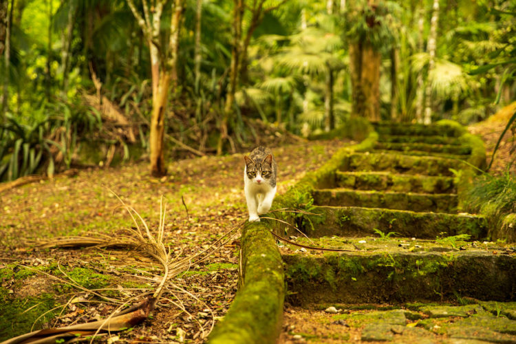 Cat-walking-down-steps