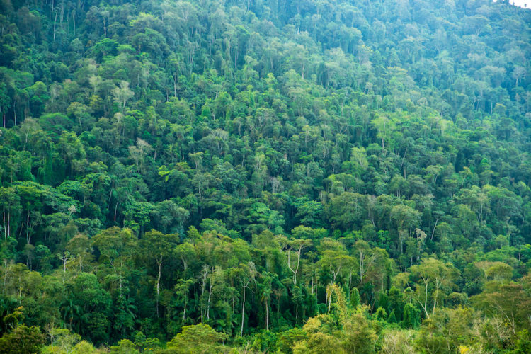 Thick-mata-Atlantica-Atlantic-forest-surrounding-Paraty-RJ