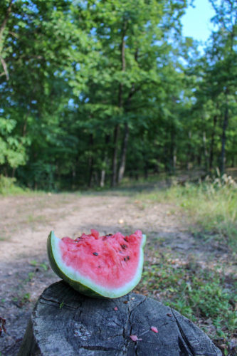 Chunk of watermelon resting on a tree stump in a forest in Romania