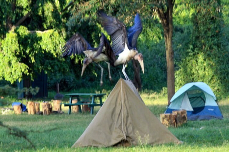 Large stork bird attacking a canvas tent in Kenya