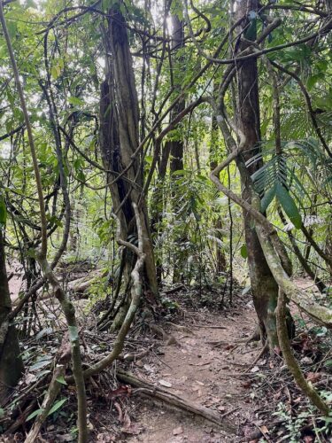 path-through-the-jungle-in-roberto-barrios-chiapas